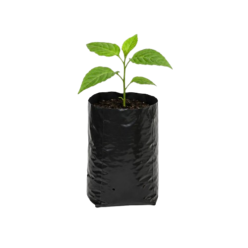 Seedling bags