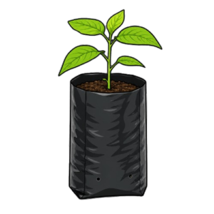 Polythene Bags
