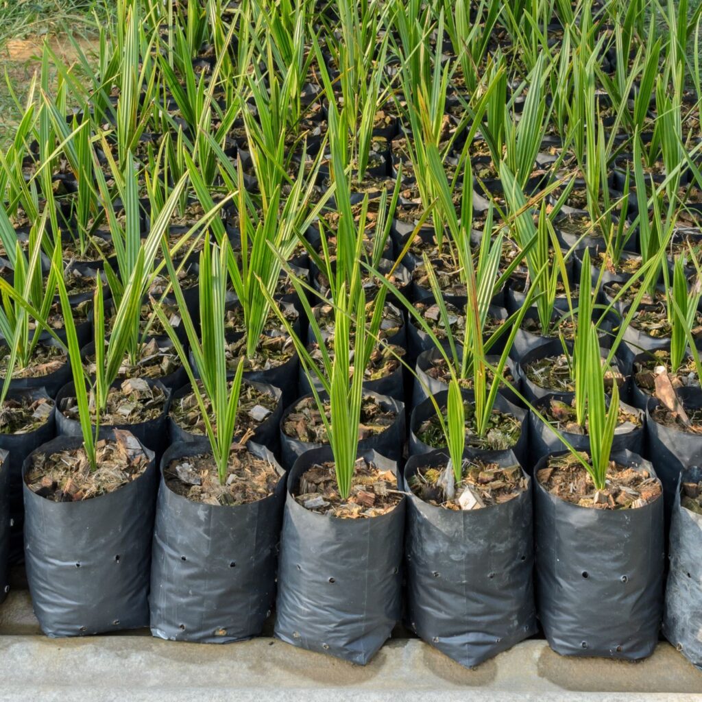 Polythene nursery bags