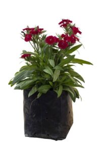 seedling bags