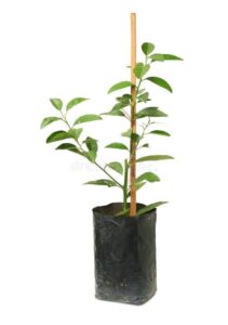 Seedling bags
