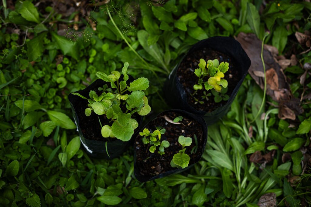 nursery bags for plants